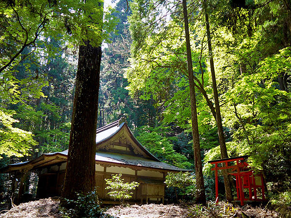 【高雄】森の案内人といく京の清遊地、神護寺・西明寺・高山寺 ～清滝川のせせらぎ、古代巨木の深山幽谷、空海が暮らした真言密教の聖地～