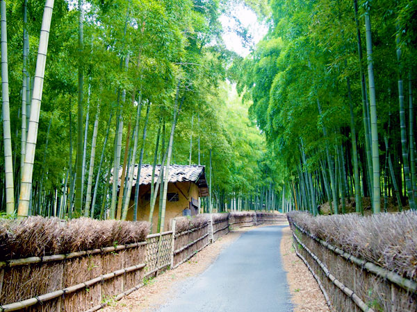 【洛西】吉村のベスト竹林！若竹鮮やかな「竹の春」竹の回遊式庭園へ～世界でも珍しい竹専門の公園、旧二条城の石仏群、物集女城跡まで～