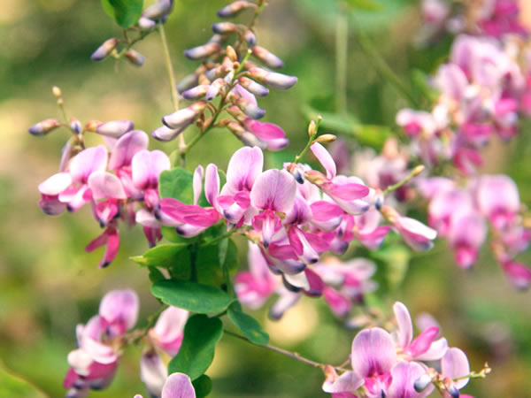 【御所東】秋を告げる梨木神社の萩尽くし、志士たちが駆けた幕末の御所東へ～大久保・西郷・勝海舟…暗躍の舞台！旧九条邸から萩の宮、萩の寺まで～
