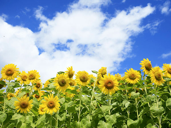 【大原野】一面のひまわり畑で豪快にBBQ！“大原野“を食す ～農家さん軒売り巡り、旬野菜の畑を訪ねて、絶品秋茄子を食べ比べ～