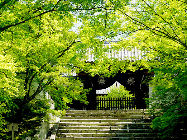 【曼殊院】桂離宮の美学が息づく名刹、宮廷の風雅を詰め込んだ庭園と建築美～白砂の海に青苔きらめく、遠州好みの枯山水、春色の鷺森神社を抜けて～