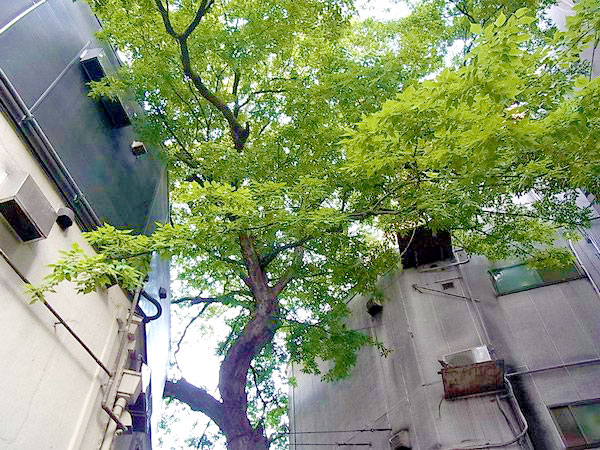 【四条の森】まちなか植物ウォッチング！森目線で烏丸から河原町へ ～繁華街に巨樹！前庭、鉢植え、森復活を企む木々たち～