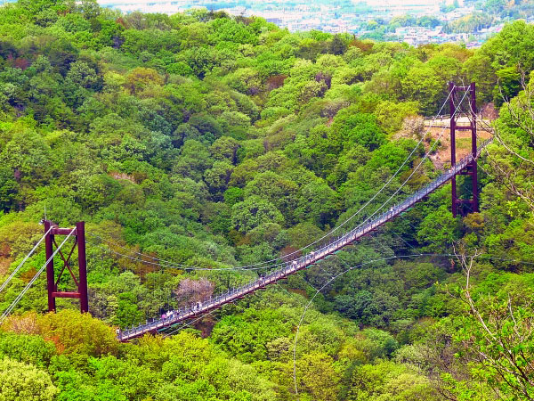 【星のブランコ】森の案内人と秋色の絶景へ☆日本最大級の吊り橋をいく～パノラマ空中散歩、天孫降臨の神話、七夕伝説・天の川を渡る～