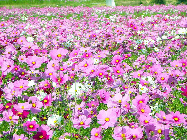 【亀岡】800万本が咲き誇る、一面のコスモス畑！秋めく観音霊場・穴太寺へ～布団を被ったお釈迦さま！丹波随一の池泉庭園と、田園に浮かぶ古刹を訪ねて～