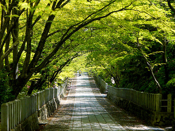 【長岡宮】幻の都から向日丘陵へ！太陽に向かう町・向日のロマンを追いかけて～国内最古級の前方後方墳、向日神社、プラネタリウムまで～