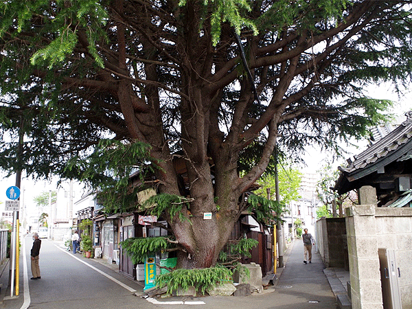 【谷根千】庭師といく谷根千・植物ウォッチング！下町の園芸文化を訪ねて～森復活を企む巨樹、ひっそり残る大名庭園、暗渠沿いの路地裏ガーデンまで～
