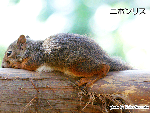 【井の頭】動物観察ライターといく☆大人の動物園探検ツアー～リスに悶絶！キツネに感動！東京の野生動物たちが大集合～