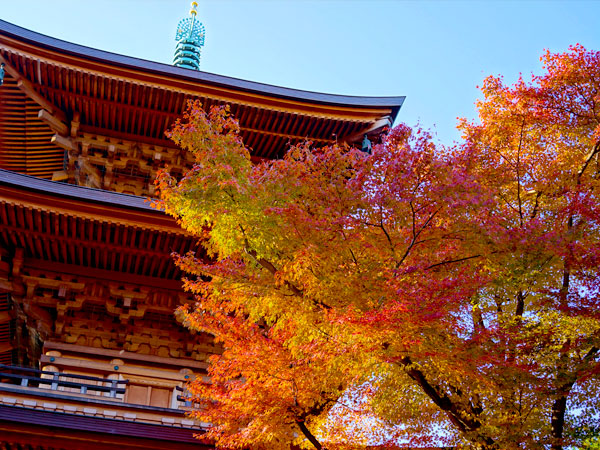 【豪徳寺】紅葉に包まれる招きネコの寺、地形と古地図で読み解く世田谷物語～ひこにゃんのモデルが世田谷に！？戦国の古城、今も残る代官屋敷を拝見～