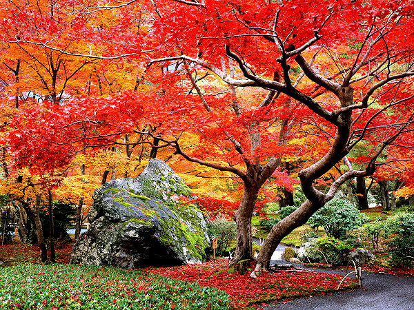 【宝厳院】錦秋が包む名庭を特別貸切、静かな朝に訪れた紅葉絵巻～朱に燃える障壁画、通常非公開の書院から獅子吼の庭を望む～