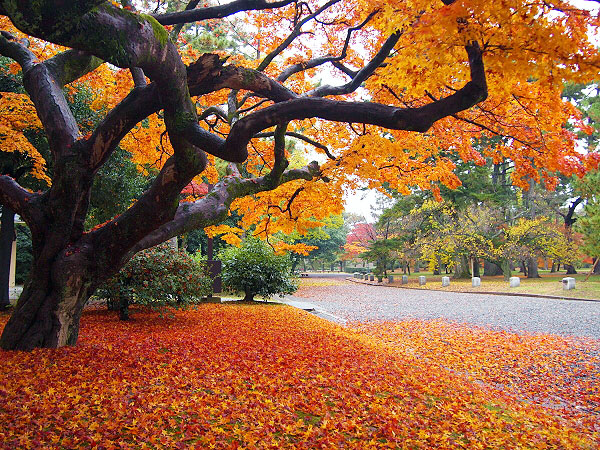 【紅葉ミステリーツアー】紅葉を知り尽くした吉村と、その日一番の紅葉へ！～色づき・天気・人出から、ベスト紅葉をご案内～