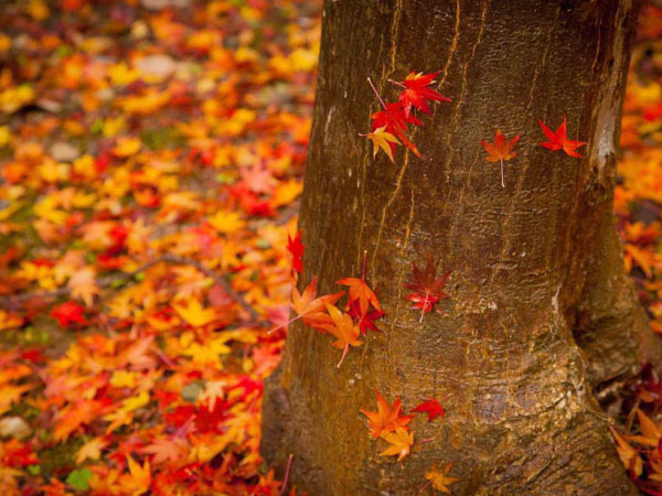 【紅葉】スマホでここまで撮れる！紅葉の日向大神宮 ～プロフォトグラファーが教える、スマホ撮影術～