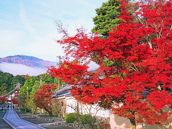 【嵐山】息を呑む美しさ、錦繍の嵐山と天龍寺の早朝参拝～静かな朝に訪れた絶景、朝日に輝く曹源池庭園へ～