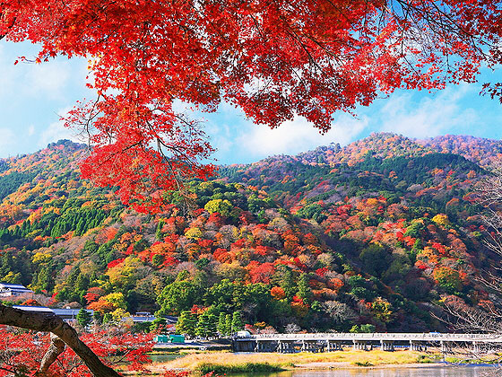 【嵐山】息を呑む美しさ、錦繍の嵐山と天龍寺の早朝参拝～静かな朝に訪れた絶景、朝日に輝く曹源池庭園へ～