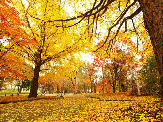 【万博公園】大阪万博、夢の跡！秋真っ盛りの万博公園さんぽ～太陽の塔、EXPO70パビリオン、紅葉の滝、森の空中散歩～