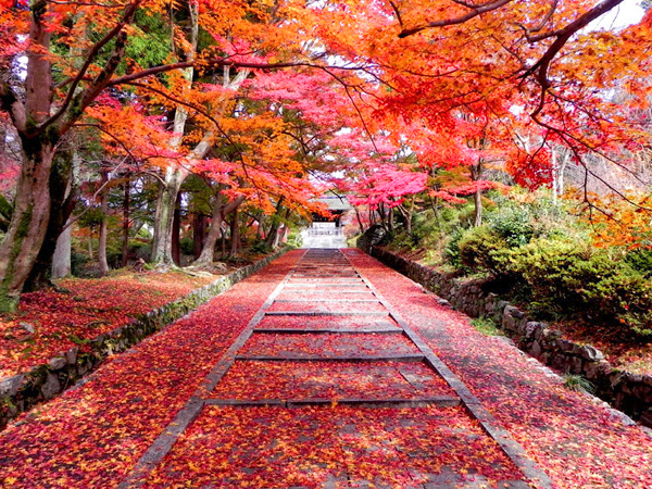 【毘沙門堂】紅葉の絨毯が敷き詰められた、美しすぎる山麓の古刹めぐり～満天星ツツジと紅葉が包む池泉庭園、動く襖絵、穴場の隠れ古寺まで～