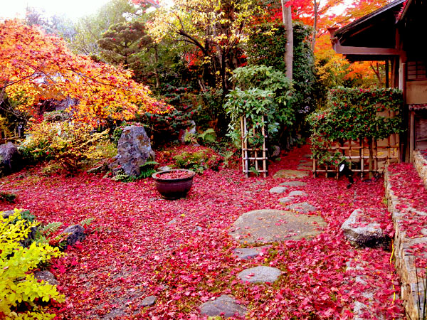 【仁和寺】真田家の菩提寺・大法院特別拝観と、紅葉に浮かぶ旧御室御所へ～朱に染まる優美な伽藍、秋めく露地庭園でお抹茶をいただく～