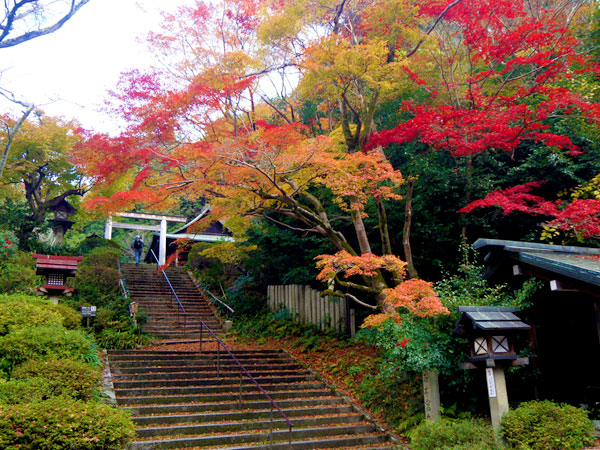 【日向大神宮】三浦が贈るマイベスト紅葉！南禅寺から日向大神宮へ～渓谷を染める東山の秋彩、森の案内人とLet’s紅葉狩り～