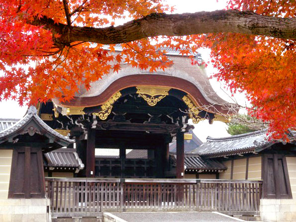 【京都御苑】庭師といく紅葉の京都御苑さんぽ、公家町にできた巨樹の森～凝華洞跡の大銀杏から清水谷家の椋、出水の小川、有栖川宮邸跡まで～