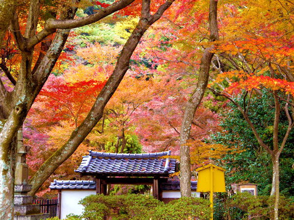 【東山十六峰】森の案内人と秋色トレッキング！大名刹が連なる聖域をいく～樹齢700歳の巨樹と出会い、青龍殿・絶景の大舞台、深い森を越えて～
