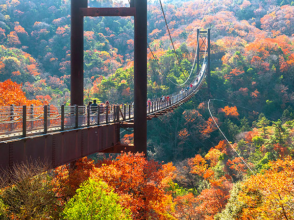 【星のブランコ】森の案内人と錦秋の絶景へ☆日本最大級の吊り橋をいく～パノラマ空中散歩、天孫降臨の神話、七夕伝説・天の川を渡る～