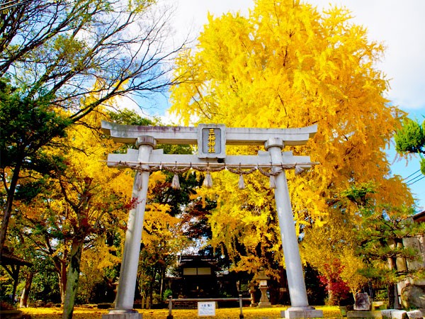 【伏見】一面黄金色に染まる三栖神社から「伏見のパナマ運河」三栖閘門まで～高さ20mを越す圧巻の大イチョウ、日本最大の内陸河川港へ～