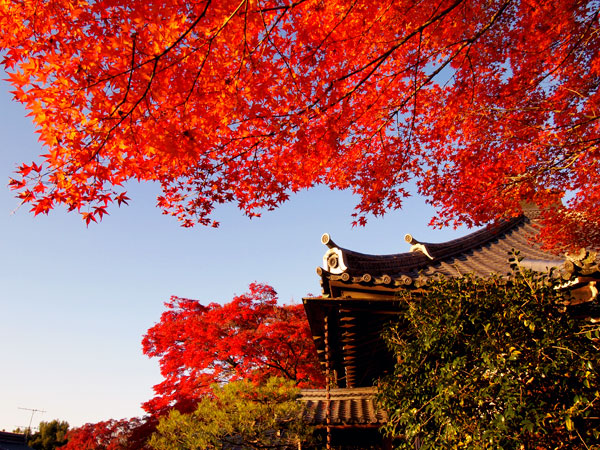 【紅葉ミステリー・嵐山編】紅葉を知り尽くした吉村と、その日一番の紅葉へ！～色づき・天気・人出から、ベスト紅葉をご案内～