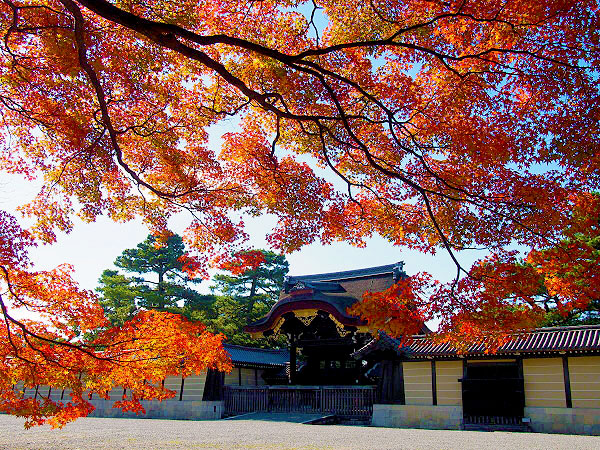 【紅葉ミステリー・今出川編】紅葉を知り尽くした吉村と、その日一番の紅葉へ！～色づき・天気・人出から、ベスト紅葉をご案内～