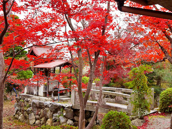 【西賀茂】紅葉に染まる古寺、地形でたどる古代の信仰～ガイド宅に平安京の瓦！なぜ鷹ヶ峯に賀茂川の石が！？泉湧く神聖な台地へ～
