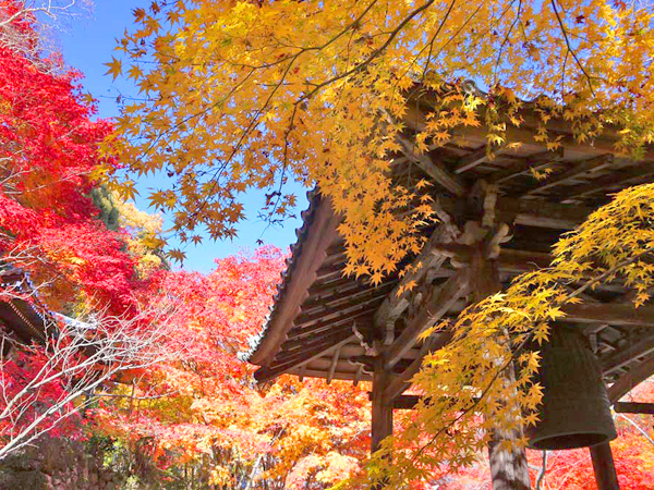 【大原野】美仏たたずむ紅葉の古寺巡礼、深紅の世界に迷いこむ～燃え立つような紅葉のトンネル、超美形の如意輪観音、迫りくる鎌倉仏の宝庫～