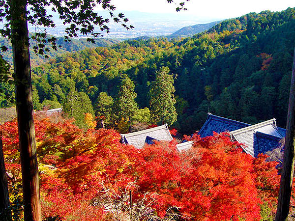 【善峯寺】全山が朱色に染まる天空の山寺、ここでしか会えない絶景～紅葉が包む観音霊場、そびえ立つ大銀杏、善峯寺から三鈷寺へ～