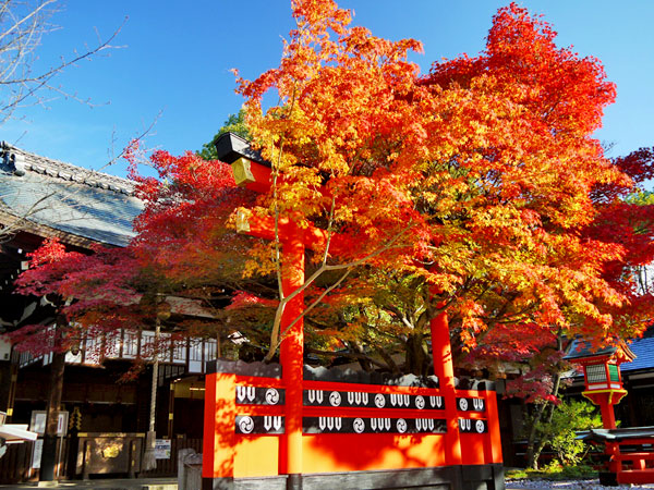 【嵯峨】嵯峨が紅葉に染まる時、ゆるり名刹・穴場めぐり～紅葉の参道が誘う鹿王院から車折神社、斎明神社、渡月橋まで～