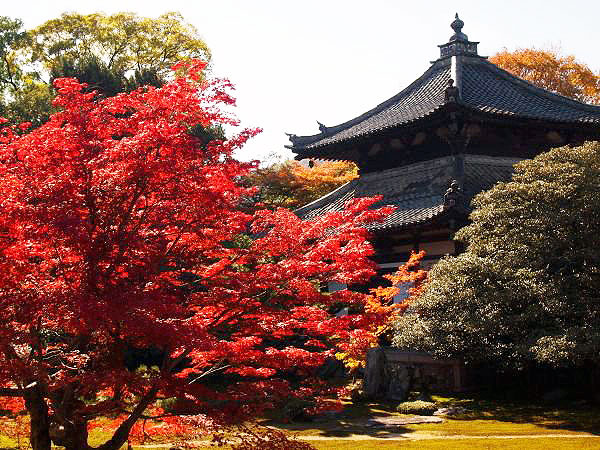 【嵯峨】嵯峨が紅葉に染まる時、ゆるり名刹・穴場めぐり～紅葉の参道が誘う鹿王院から車折神社、斎明神社、渡月橋まで～