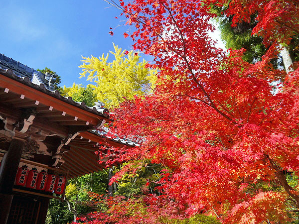 【赤山禅院】神社ガイドと巡る赤山禅院、神秘の森と陰陽道の聖地～鷺が舞い、猿が逃げ、阿闍梨が駆ける都の鬼門～