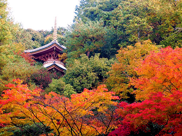 【泉涌寺】紅葉と菊が織り成す格式高き御寺、古刹を彩る秋絵巻～絶世の美女観音、夢の浮橋、御座所、今熊野観音寺まで～