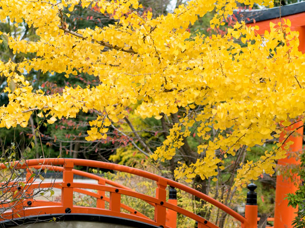 【下鴨神社】森の案内人と訪ねる奇跡の原生林、秋彩に包まれる糺の森へ～太古より続く聖域、川が織り成す森と信仰の関わり～
