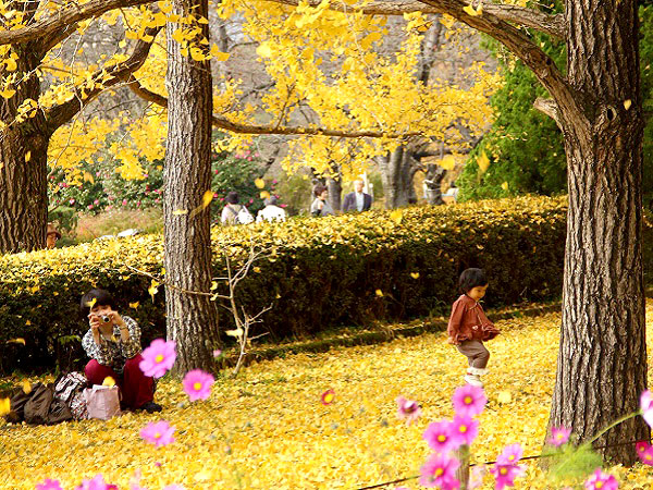 【植物園】名誉園長・松谷さんと、秋真っ盛りの京都府立植物園を満喫しよう☆～入園者数日本一！植物園100年の舞台裏と、愛しき秋の植物たち～