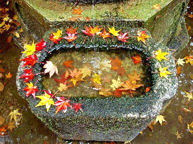 【哲学の道】紅葉キラキラ☆森の案内人と哲学の道をお散歩しよう～法然院から熊野若王子神社まで、古刹をつなぐ疏水べりの小径～