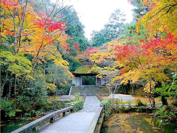 【哲学の道】紅葉きらめく散歩道、森の案内人と哲学の道へ～法然院から熊野若王子神社まで、古刹をつなぐ疏水べりの小径～
