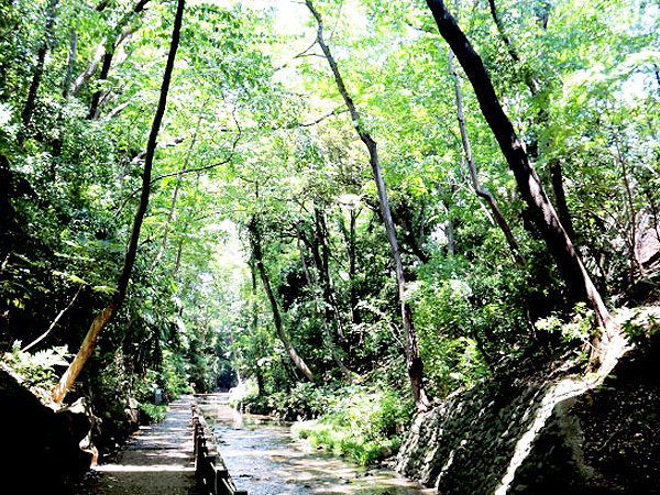 【等々力渓谷】多摩川が作った地形と境界の謎！東京23区唯一の自然渓谷へ～流れ着いた神社、河川争奪、古墳群…遺された人々の足跡を追う～