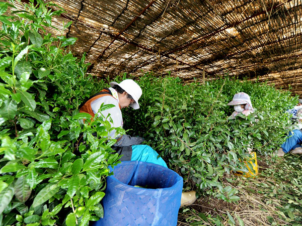 ※中止【宇治茶】タモリさんを案内したガイドと、天下一の茶どころへ～御茶師のまちへの大転換！茶園・茶工場を拝見、薫り高き宇治茶をいただく～