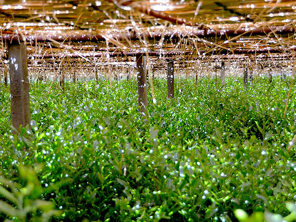 【宇治茶】タモリさんを案内したガイドと、新茶に華やぐ天下一の茶どころへ～御茶師のまちへの大転換！茶園・茶工場を拝見、薫り高き宇治茶をいただく～