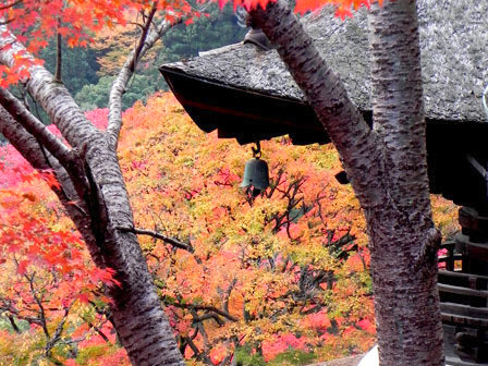 【善峯寺】全山が朱色に染まる天空の山寺、ここでしか会えない絶景～紅葉が包む観音霊場、そびえ立つ大銀杏、善峯寺から三鈷寺へ～