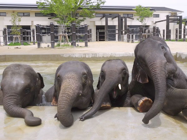【動物園】大人の動物園探検ツアー☆バックヤード見学付き～子ゾウに興奮！ゴリラに感動！飼育員さんと巡る京都市動物園～