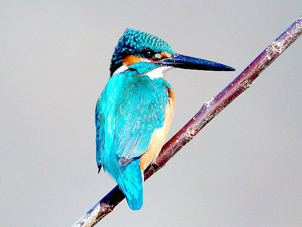 【賀茂川】野鳥の楽園ウォッチング！麗しき渡り鳥に会いにいこう～シベリアからの旅人たち、フィールドスコープで見る表情やしぐさ～