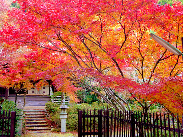 【八幡】紅葉の隠れ古寺と神仏習合の古仏たち、ゆるり八幡さんぽ～石清水八幡宮のご本尊！？深紅に染まる紅葉寺、落書き大歓迎のお寺まで～