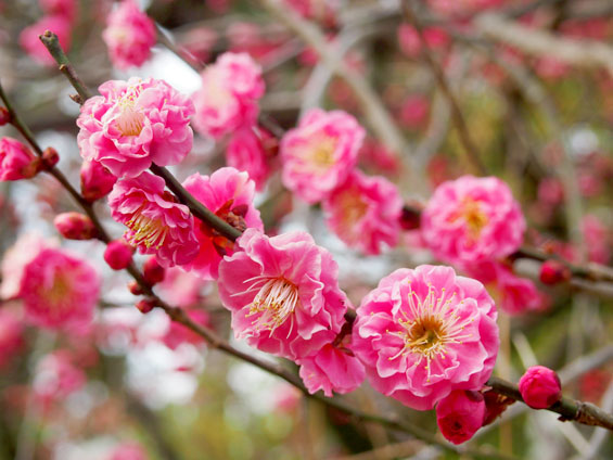 【北野天満宮】梅香る早春の北野天満宮、じっくりご利益めぐり ～天神さんの七不思議、京都一の狛犬、平野神社の寒桜まで～