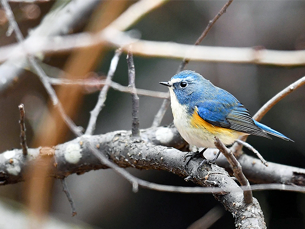 【明治神宮】都心に広がる野鳥の楽園！麗しき冬の鳥に会いにいこう～幸せを呼ぶ青い鳥、イキモノ観察のプロと見る表情やしぐさ～