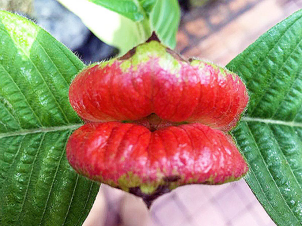 【植物園】名誉園長・松谷さんと、日本最大級の大観覧温室を満喫しよう☆～温室育ちのダースベイダー！？世界の熱帯植物たちと、可愛い冬芽ウォッチング～