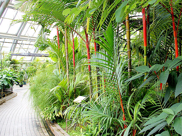 【植物園】名誉園長・松谷さんと、日本最大級の大観覧温室を満喫しよう☆～温室育ちのダースベイダー！？世界の熱帯植物たちと、可愛い冬芽ウォッチング～