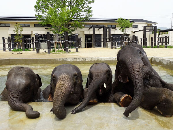 【動物園】獣医さんといく、大人の動物園探検ツアー☆バックヤード見学付き～アジアゾウからニシゴリラ、ジャガー、動物たちの診療室へ～
